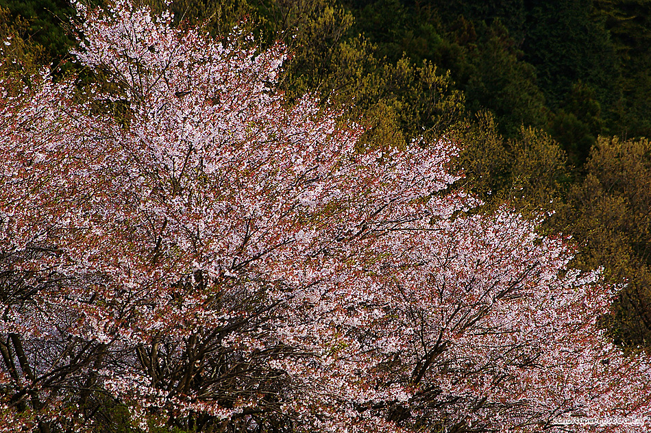 越生町の桜
