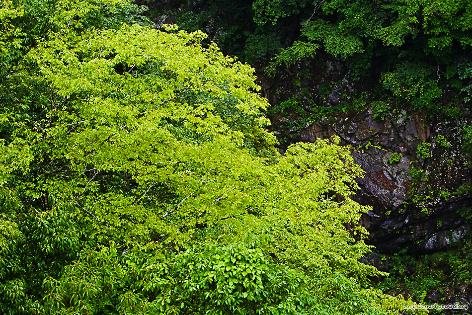 雨の奥多摩風景