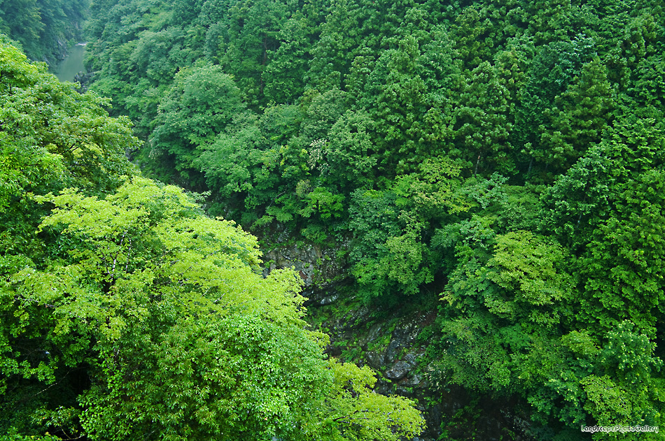 雨の奥多摩風景