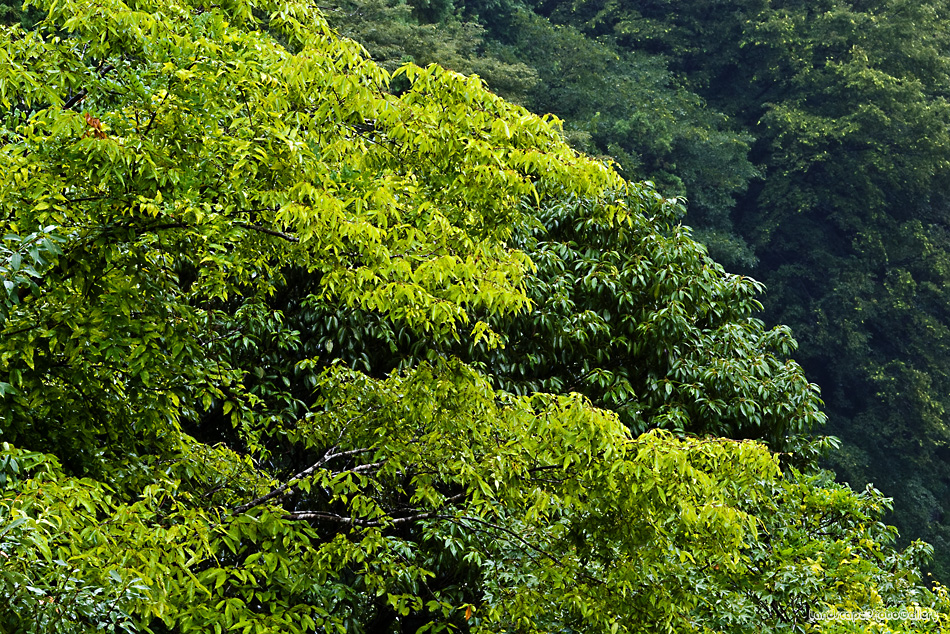 雨の奥多摩風景