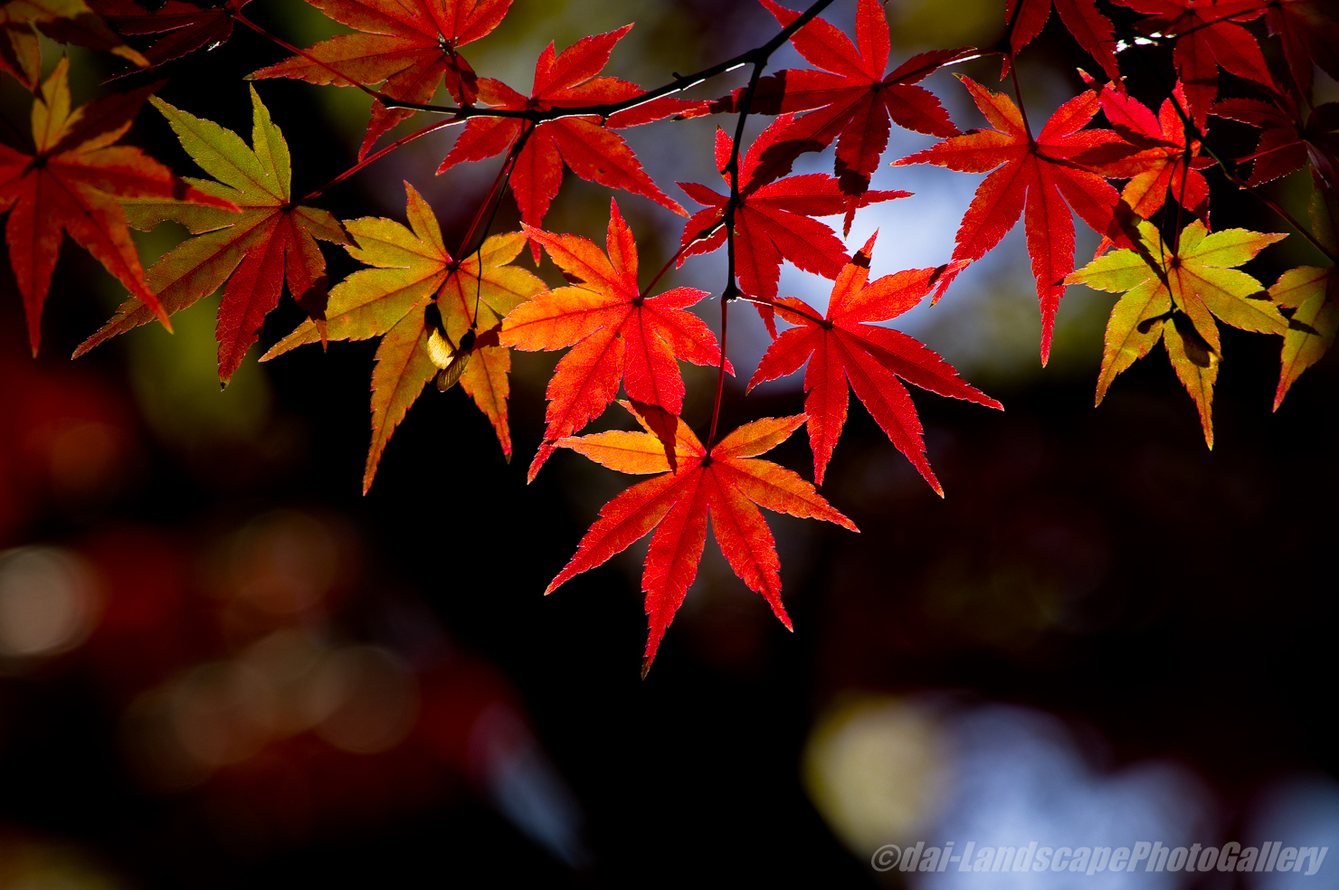 多摩川台公園の紅葉
