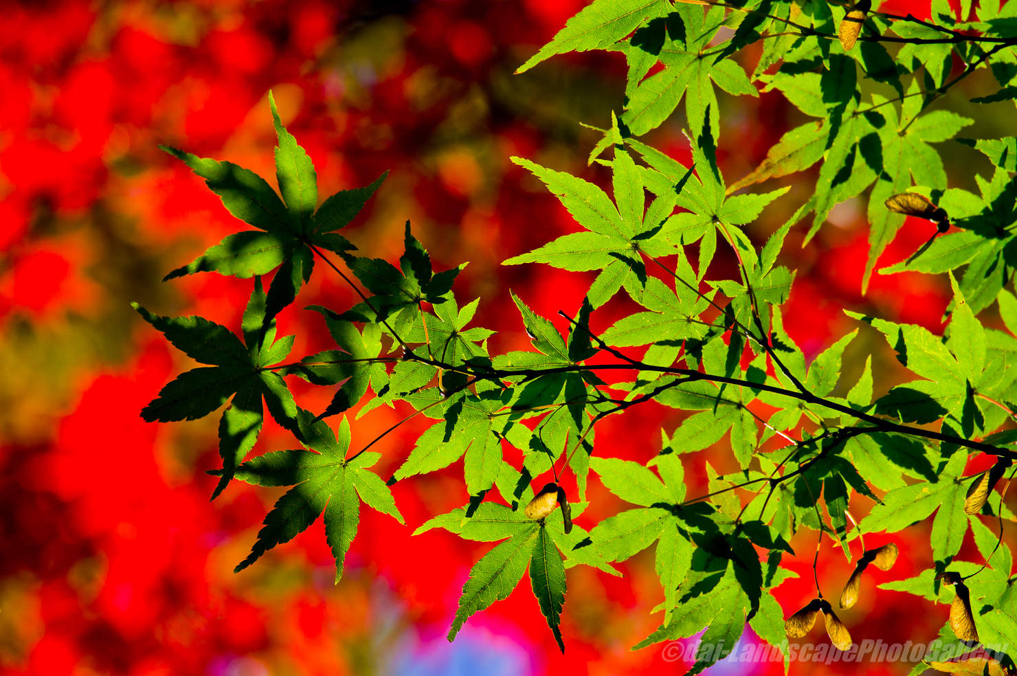 多摩川台公園の紅葉