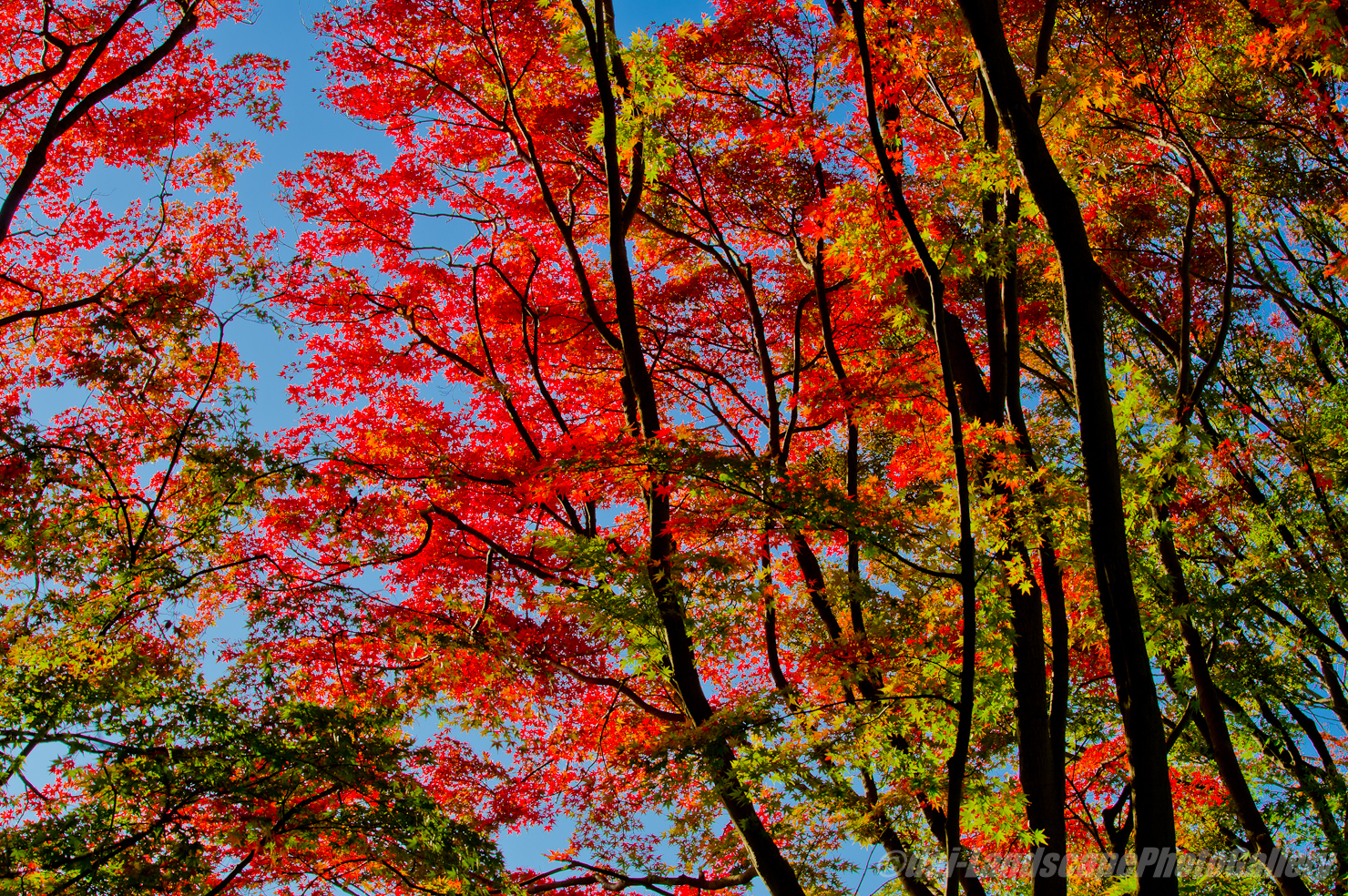 多摩川台公園の紅葉