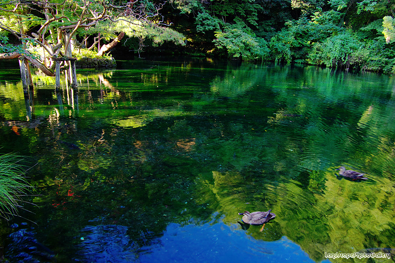 出流原弁天池（栃木県佐野市出流原町）: LandscapePhotoGallery