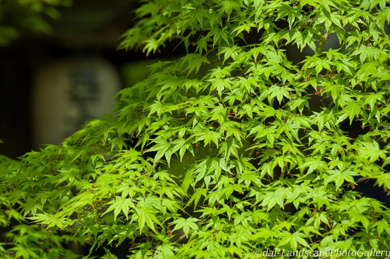 春の石山寺