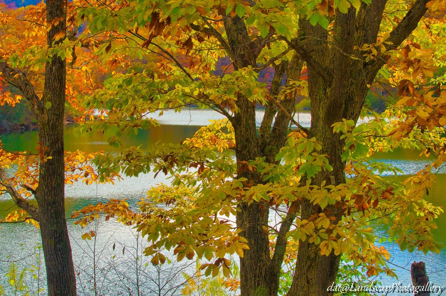 琵琶池湖畔の紅葉風景
