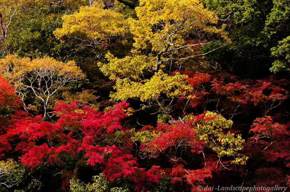 志駒川渓谷の紅葉風景 2011年