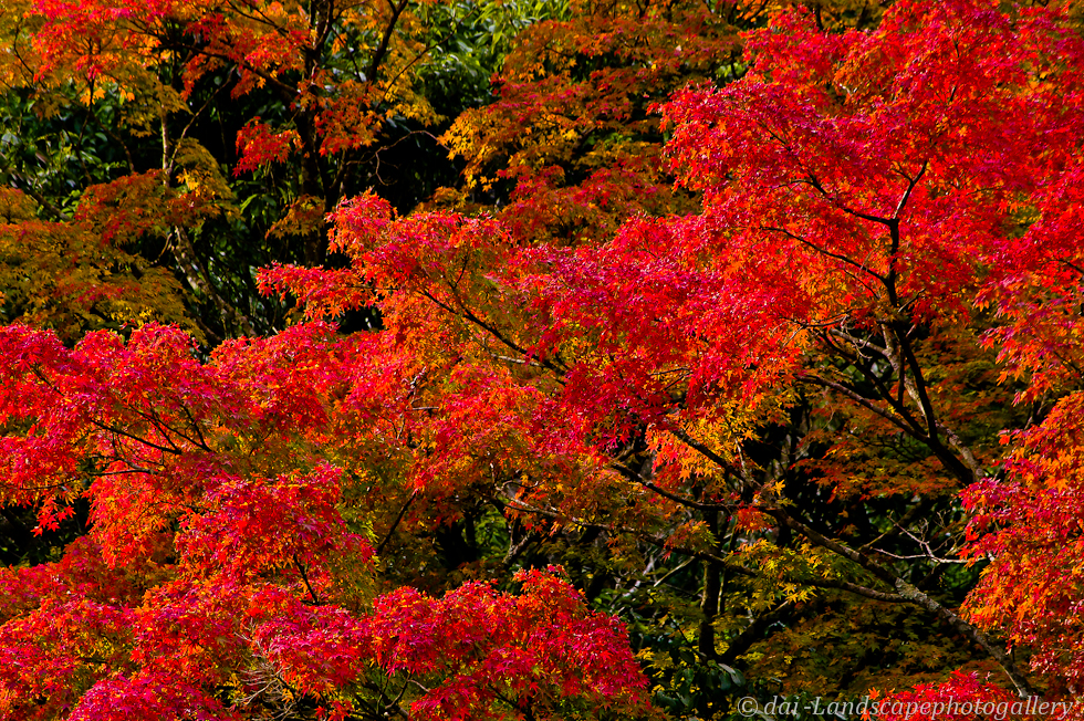 志駒川渓谷の紅葉風景 2011年
