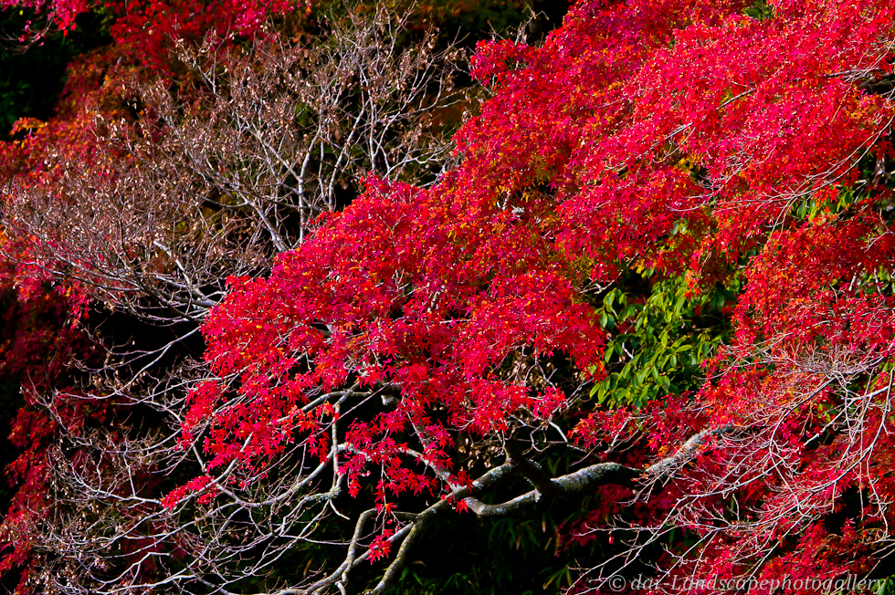 志駒川渓谷の紅葉風景 2011年