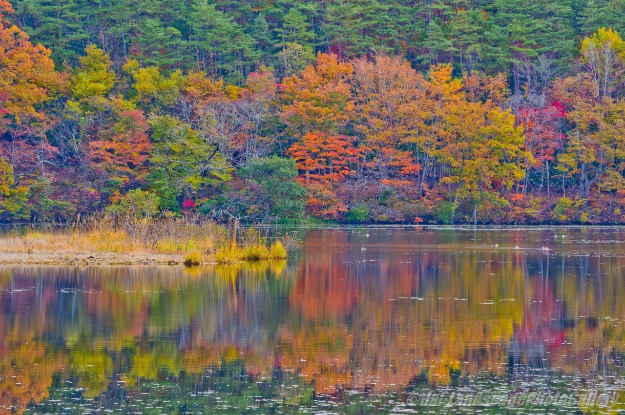 観音沼の紅葉風景