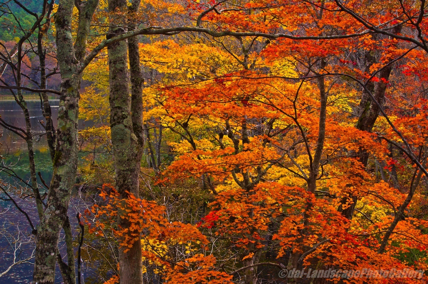 観音沼の紅葉風景