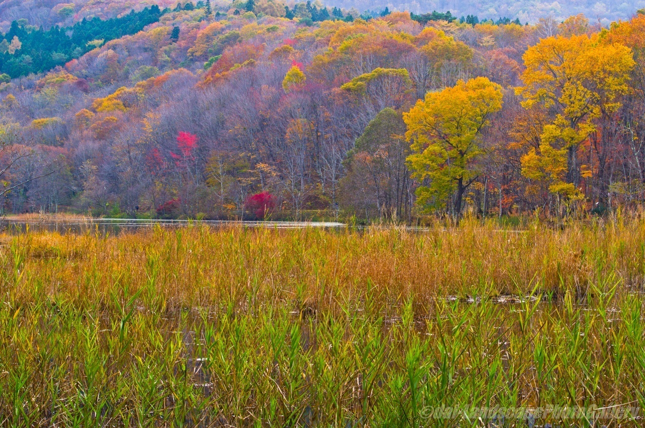 観音沼の紅葉風景