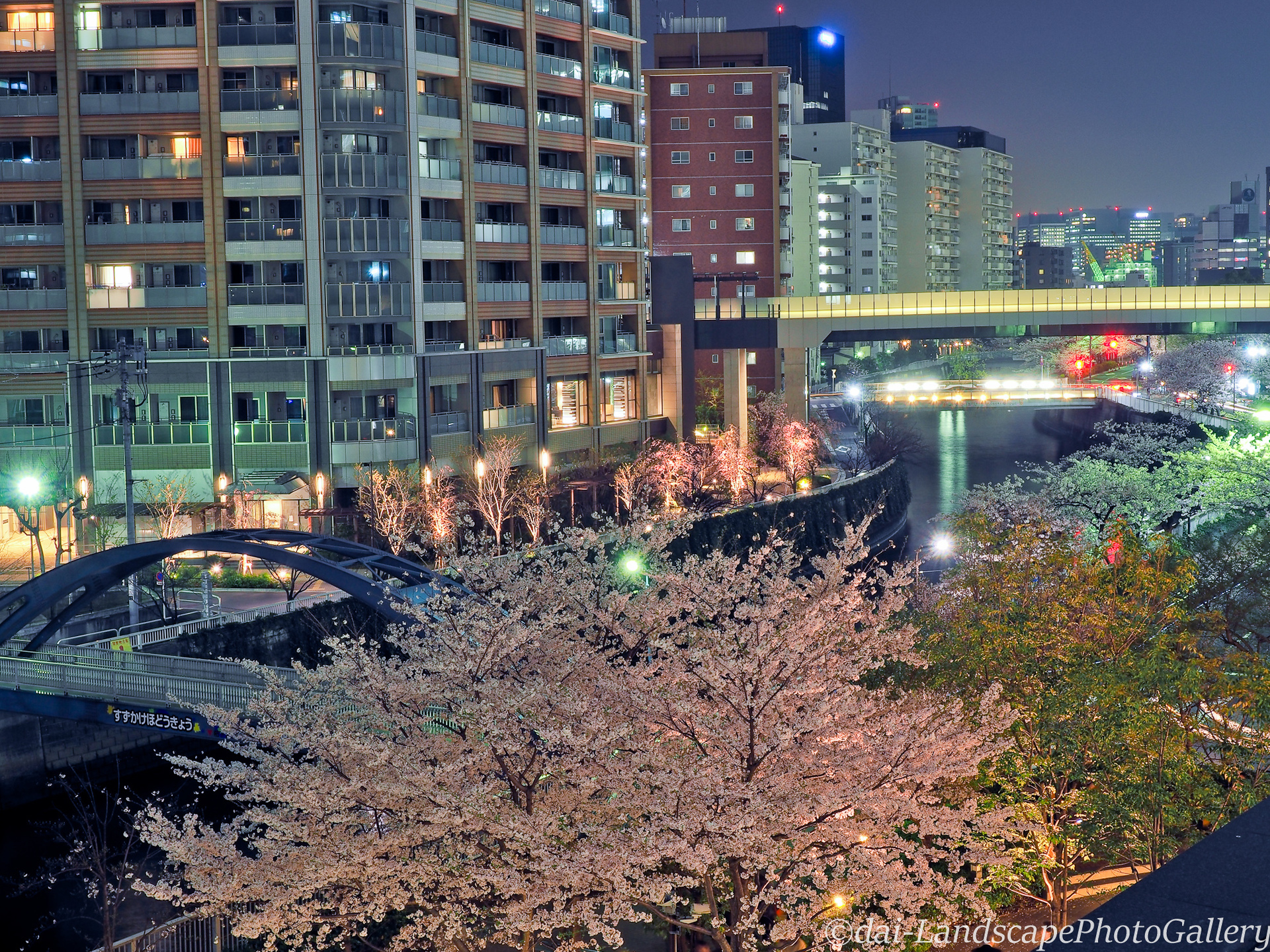 大崎 目黒川沿いの夜桜風景