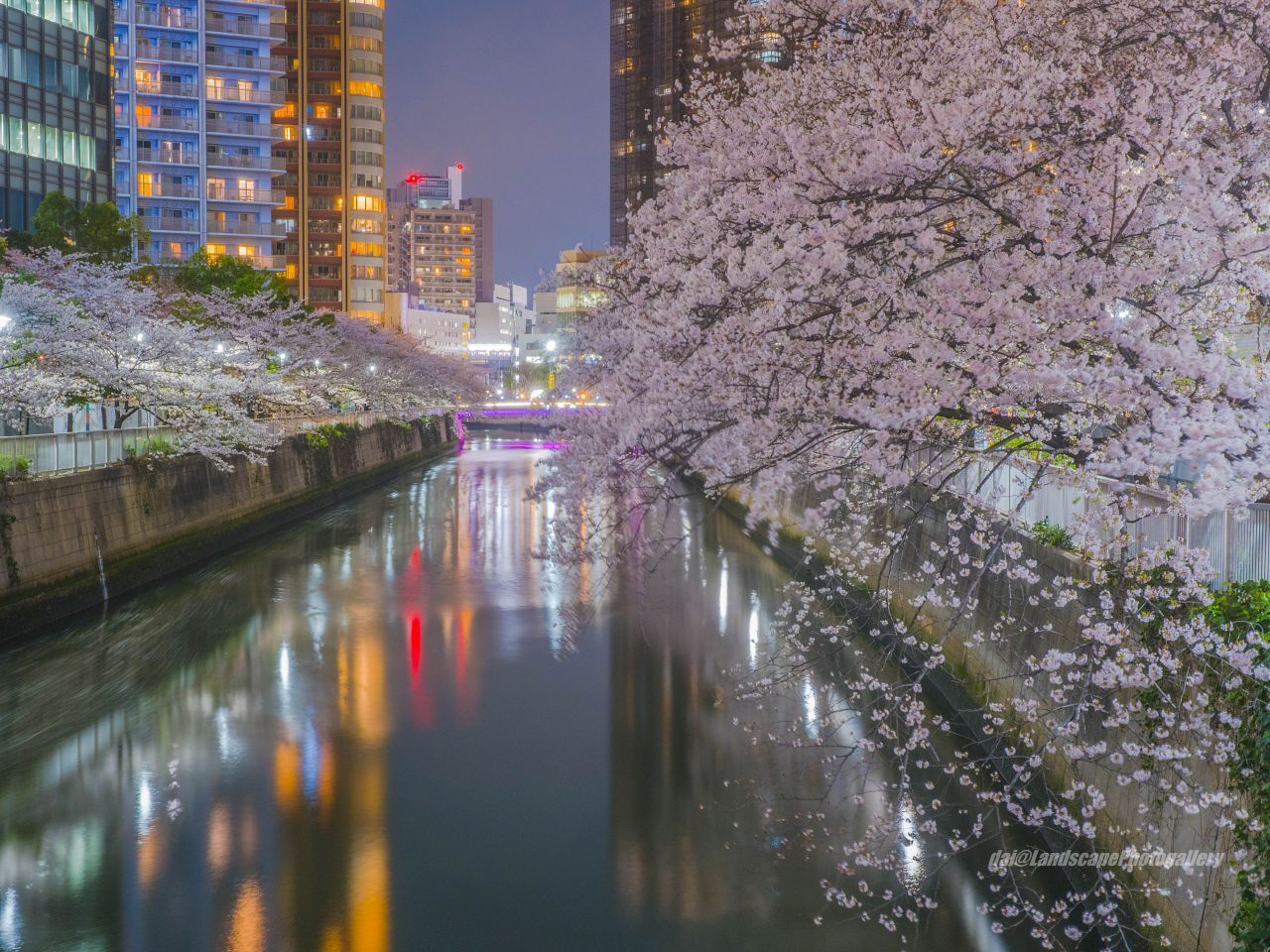 桜咲く目黒川の夜景