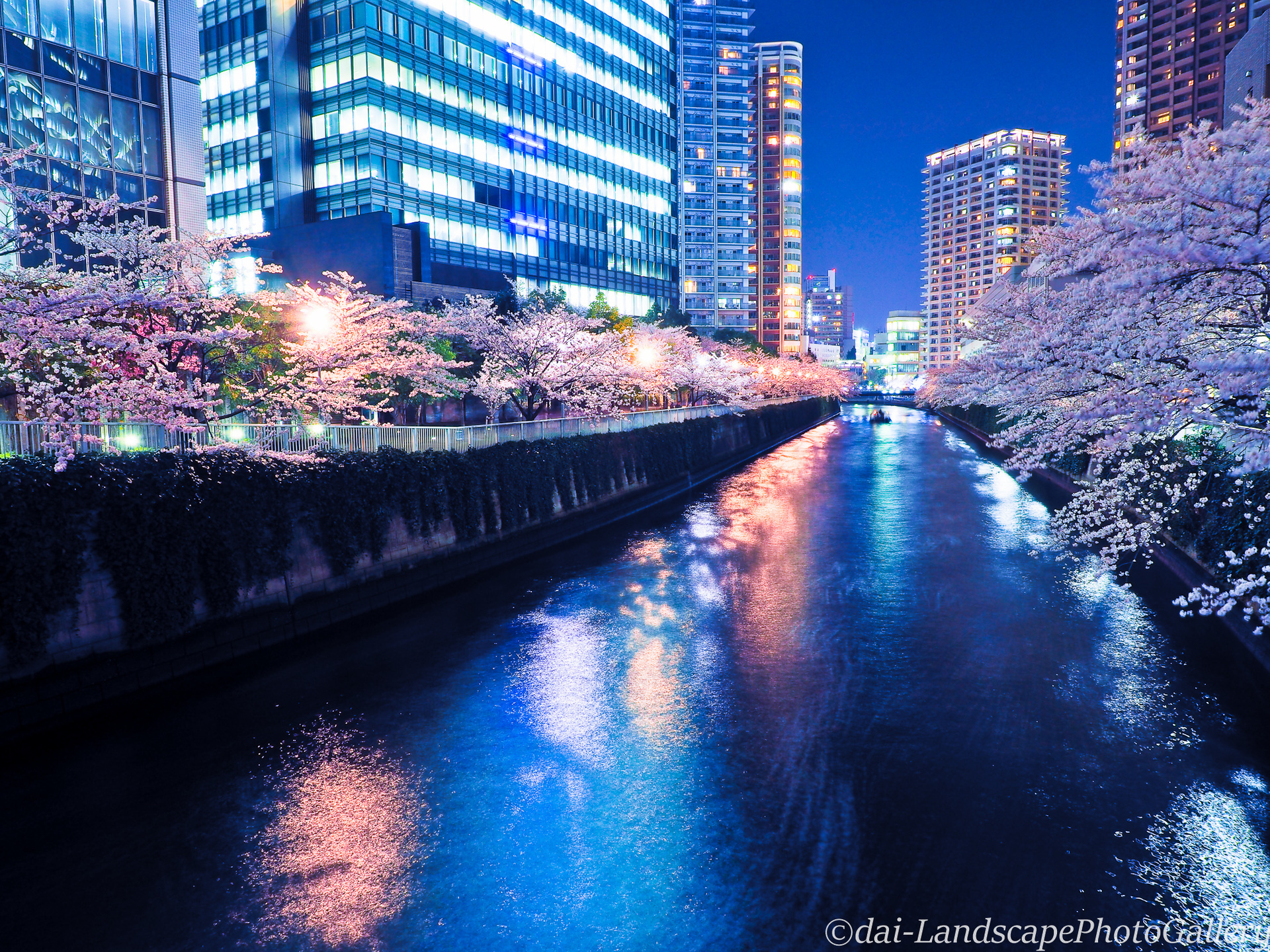 大崎 目黒川沿いの夜桜風景