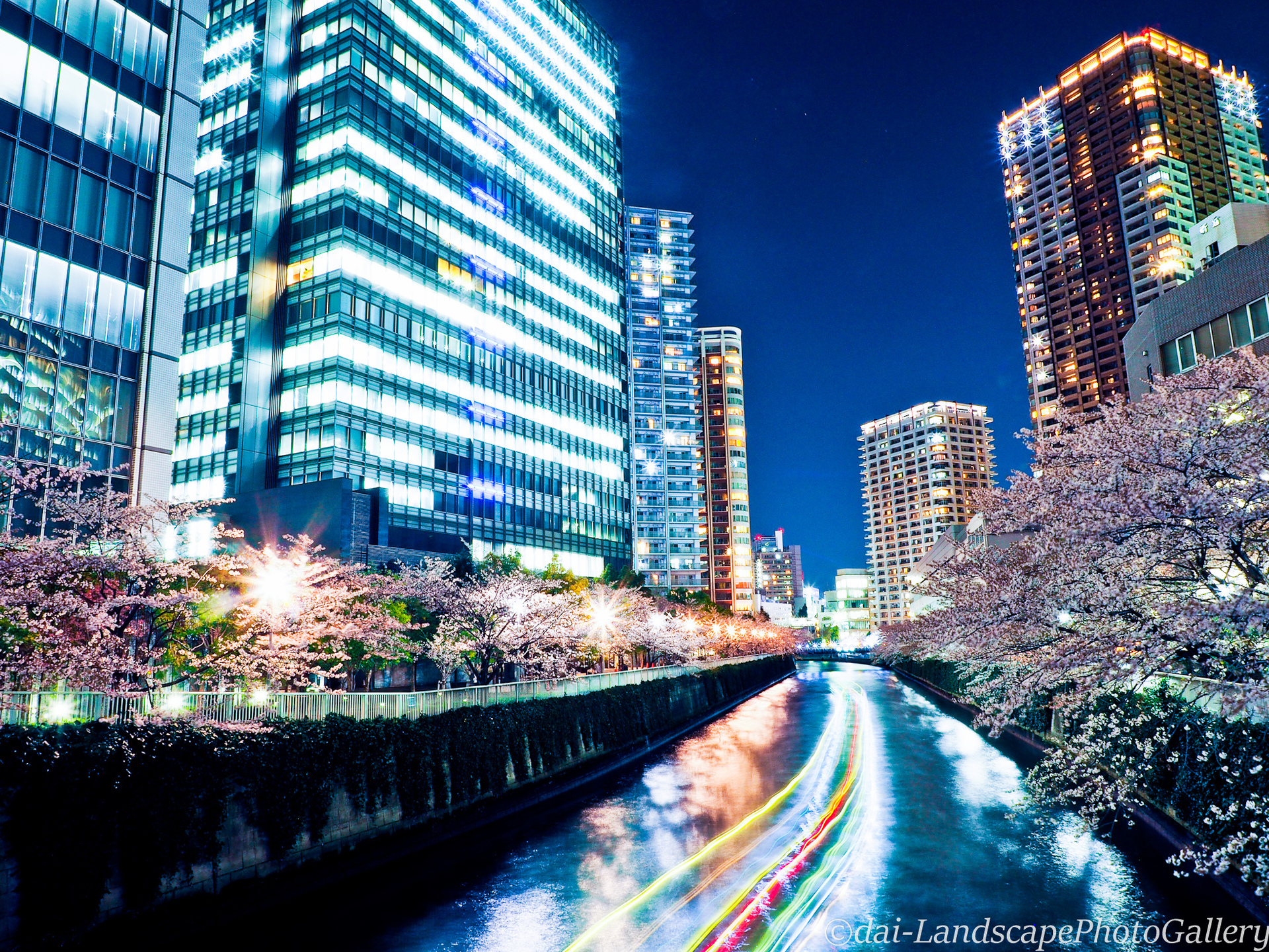 大崎 目黒川沿いの夜桜風景