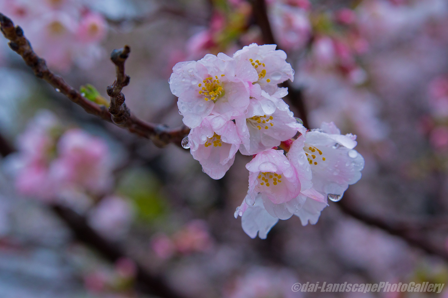 霙降る桜風景