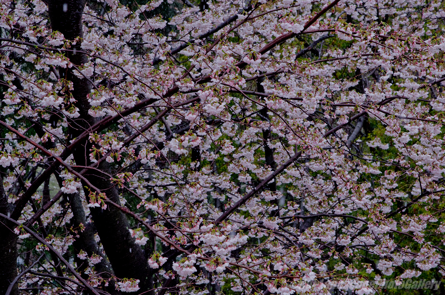 霙降る桜風景