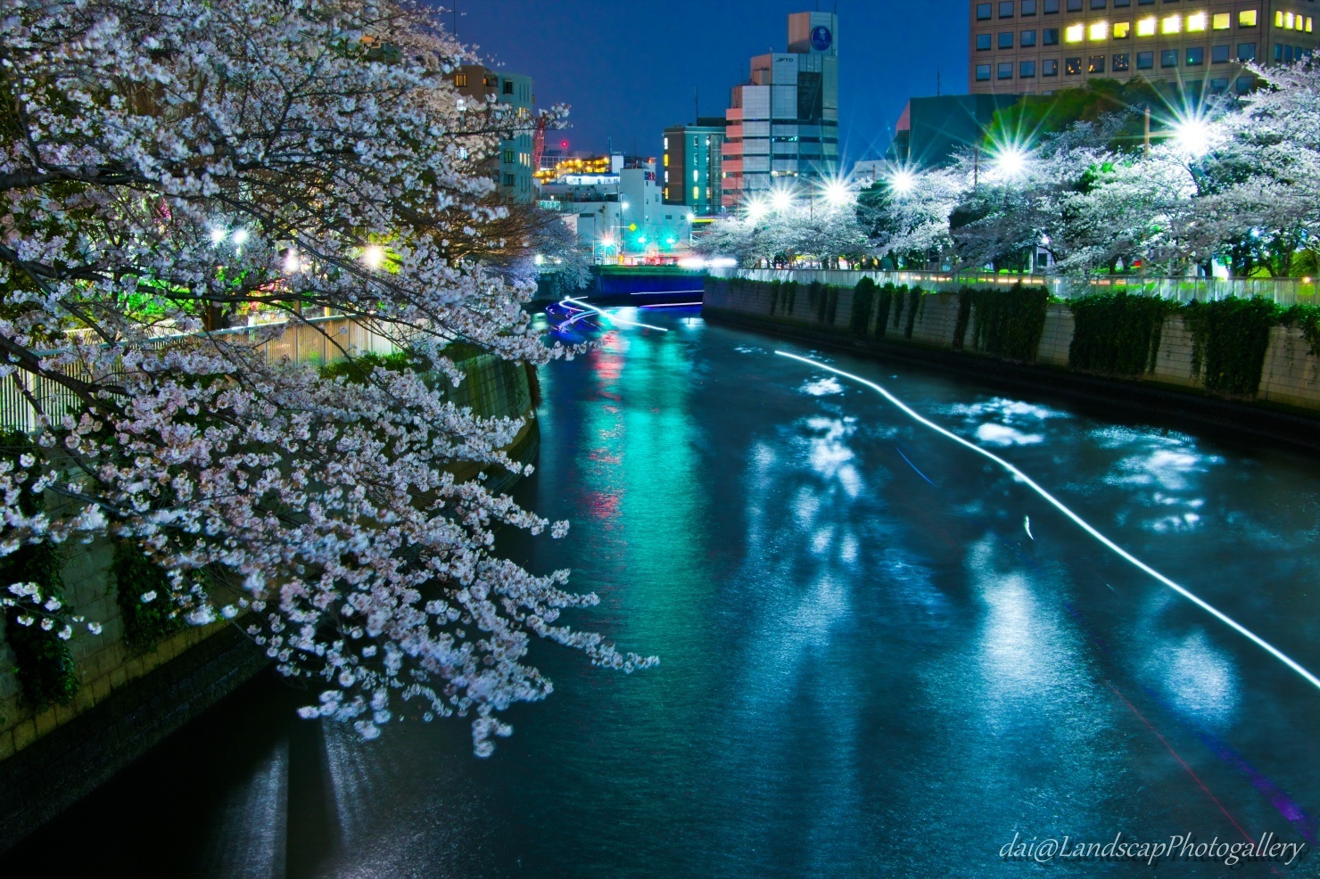 春の目黒川の光跡