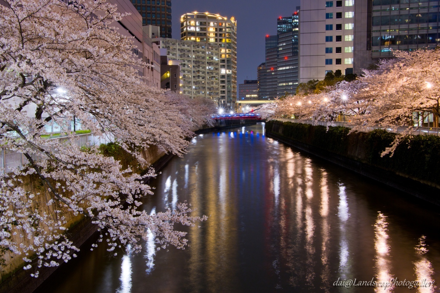 目黒川 桜並木夜景