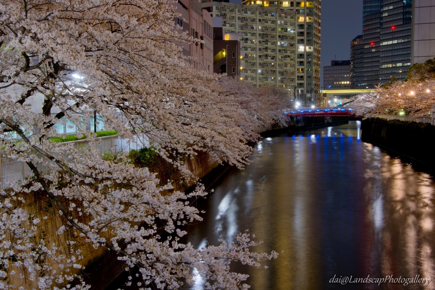 目黒川 桜並木夜景
