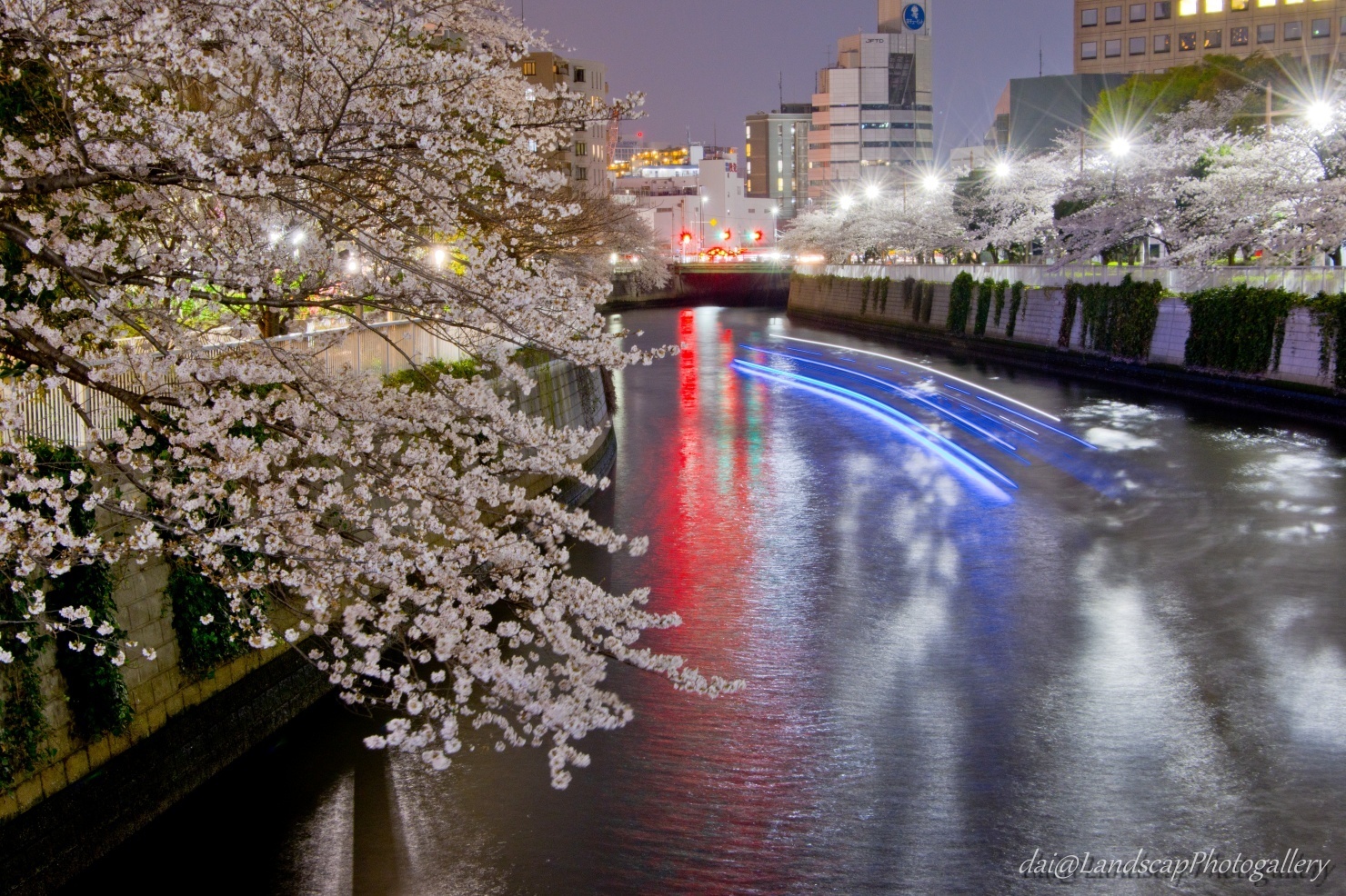 目黒川 桜並木夜景