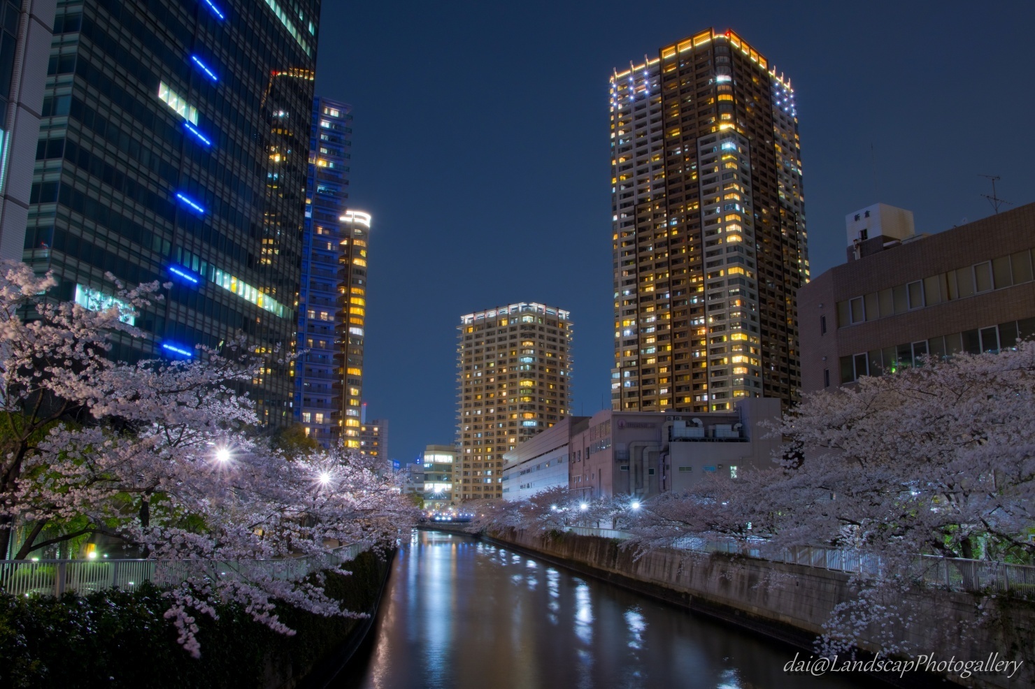 目黒川 桜並木夜景