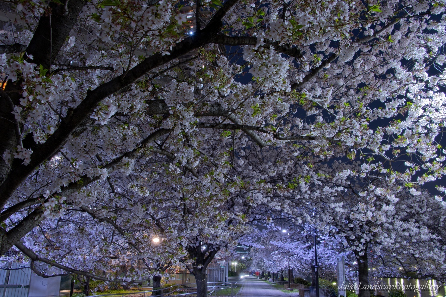 夜の桜並木