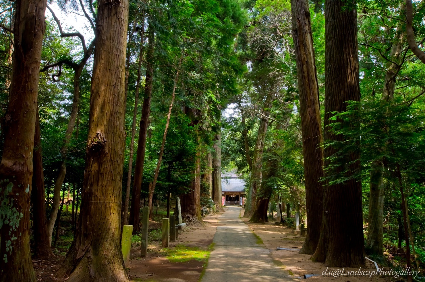 日吉神社（東金 山王様）参道の大杉